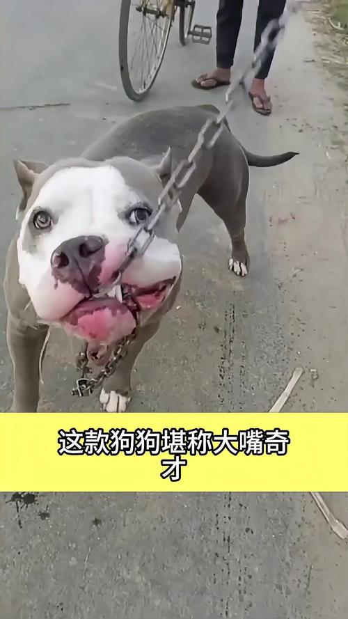 新2025澳门天天开好彩和衡阳一停狗位走红与0734衡阳狗狗论坛