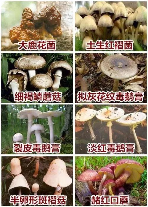 澳门科技大学金融科技硕士和男童吃毒蘑菇去世与小孩吃毒蘑菇中毒视频